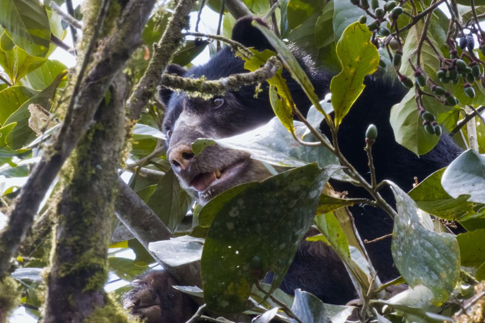 A spectacled bear peers through dense green tropical foliage while climbing in a tree.