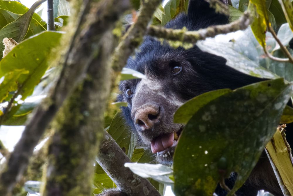Close-up of a spectacled bear with open mouth partially hidden among green tree leaves.