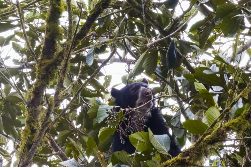 A black spectacled bear forages among moss-covered branches high in a tropical tree.
