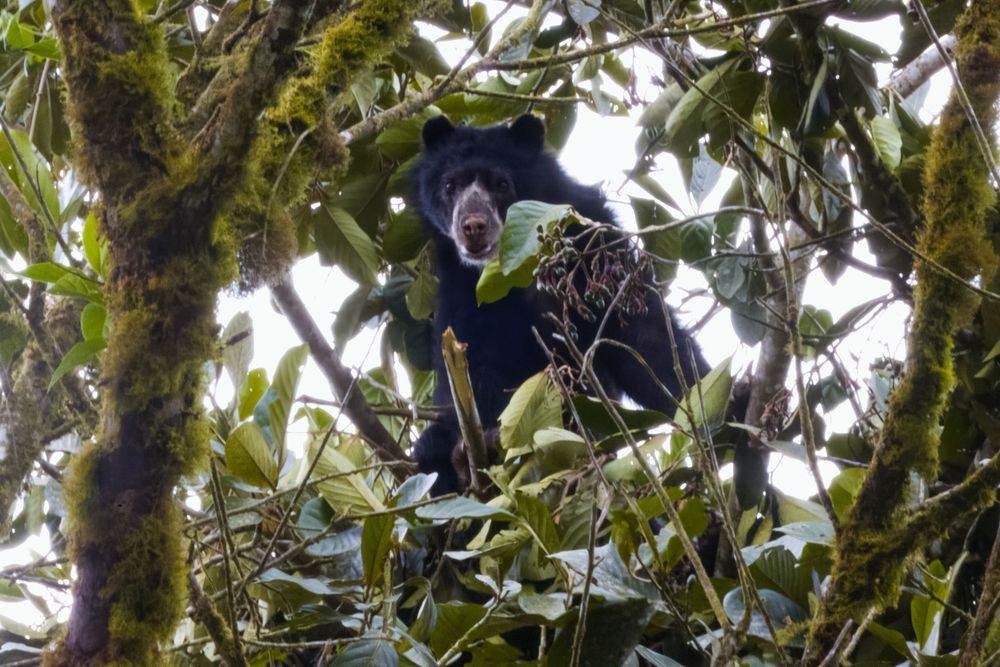 A spectacled bear perched in a moss-covered tree eating leaves in a cloud forest.
