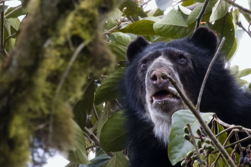 Close-up of a black Andean spectacled bear looking up while feeding on leaves in a tree.