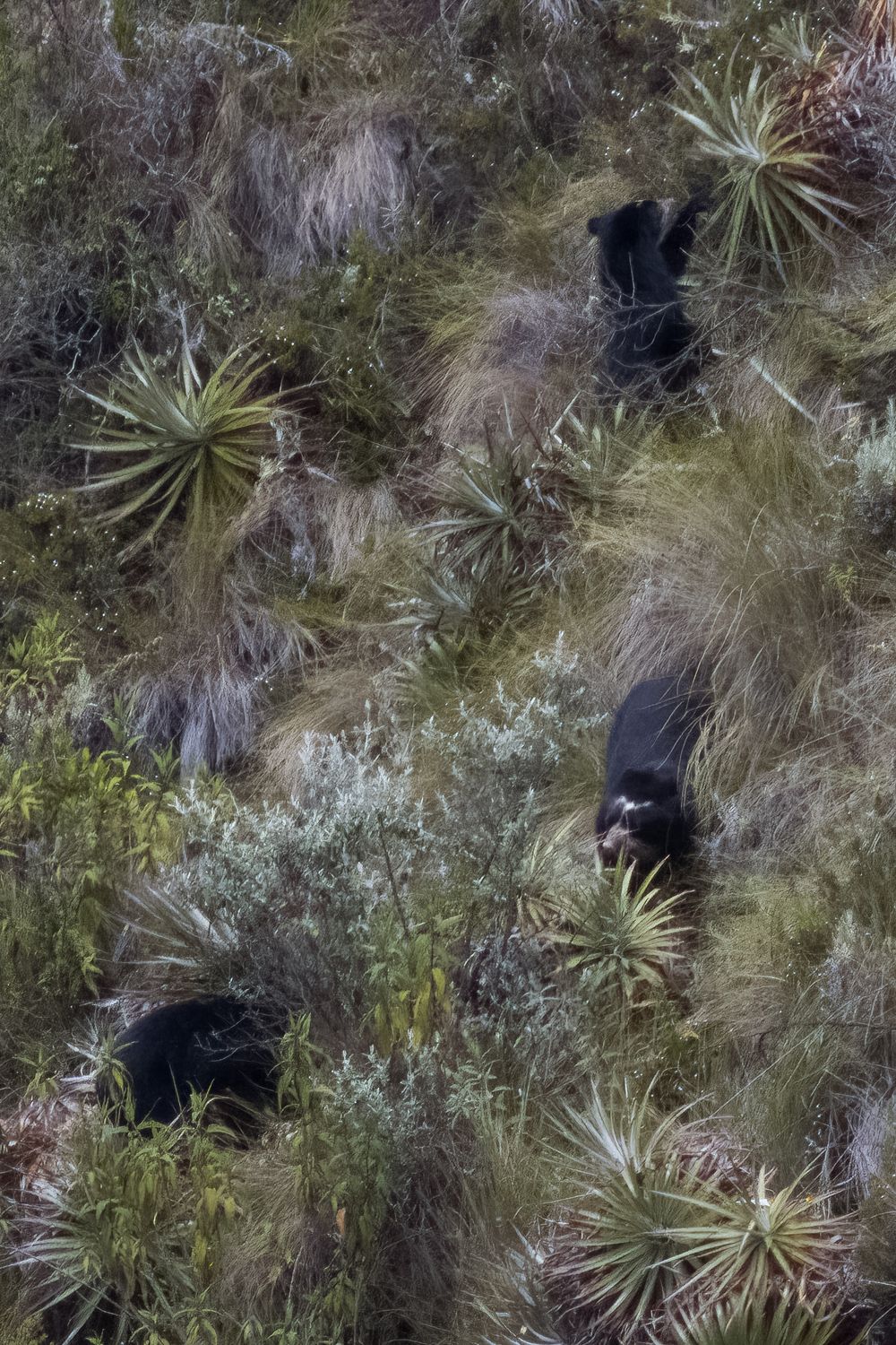 Aerial view of three black Andean spectacled bears roaming through páramo grassland and bromeliad plants.