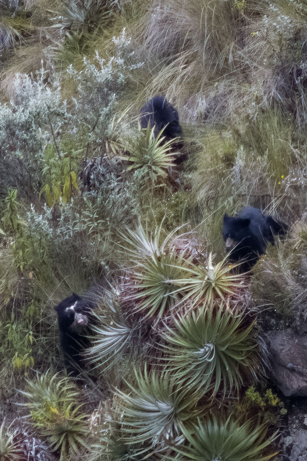 Top-down view of three Andean spectacled bears navigating through páramo vegetation and spiky bromeliad plants.