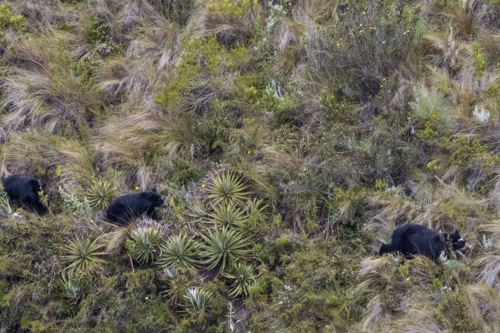 Andean spectacled bears stands among páramo shrubs and grasses on a steep hillside.
