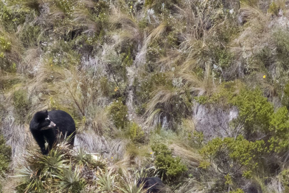 A solitary black Andean spectacled bear stands among páramo shrubs and grasses on a steep hillside.