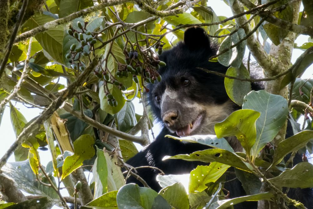 A spectacled bear rests among dense green foliage high up in a tropical rainforest tree.