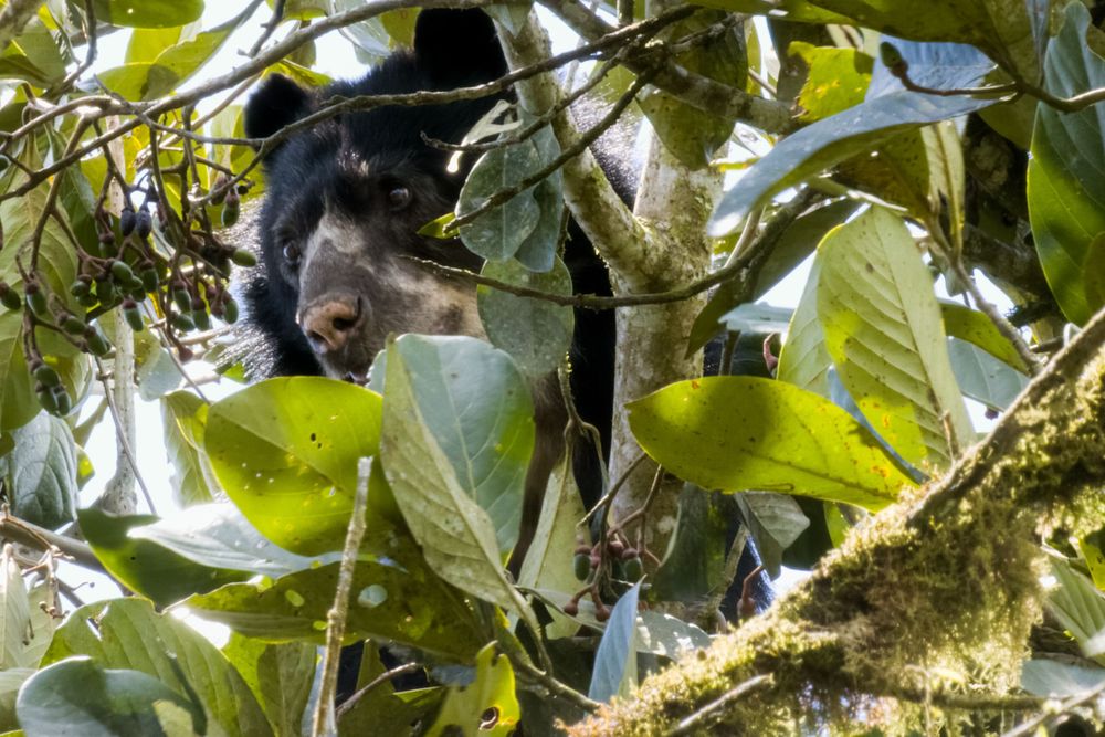 A spectacled bear partially hidden by large green leaves while foraging in a rainforest tree.