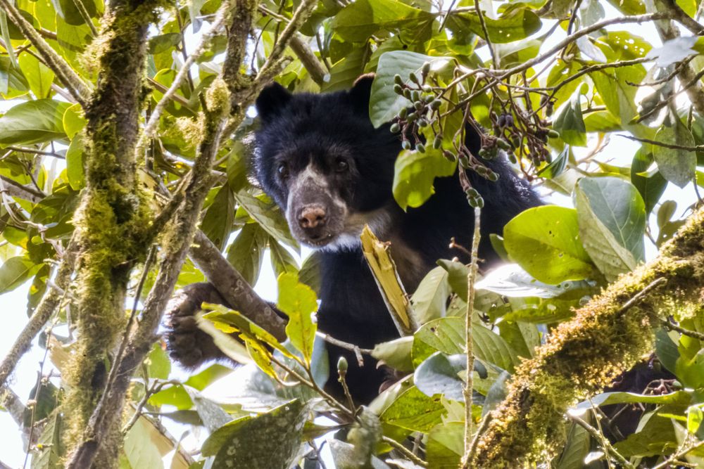 A spectacled bear gazes from a leafy tree canopy showing its characteristic white face markings.
