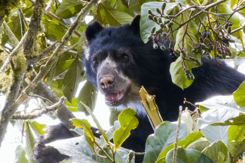 A spectacled bear looks upward through green tropical leaves while feeding in a rainforest tree.