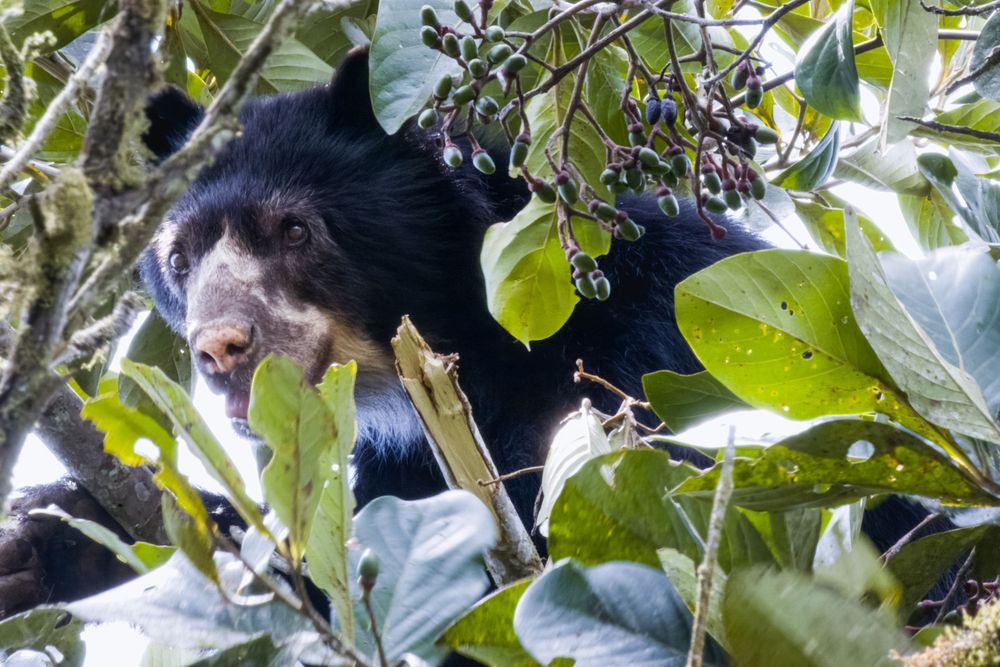A spectacled bear peers through dense green foliage while foraging high in a tropical tree.