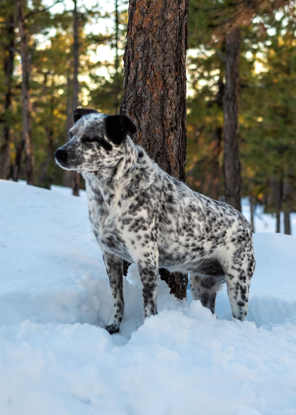 Spotted black and white dog stands alertly in snowy forest during golden hour.