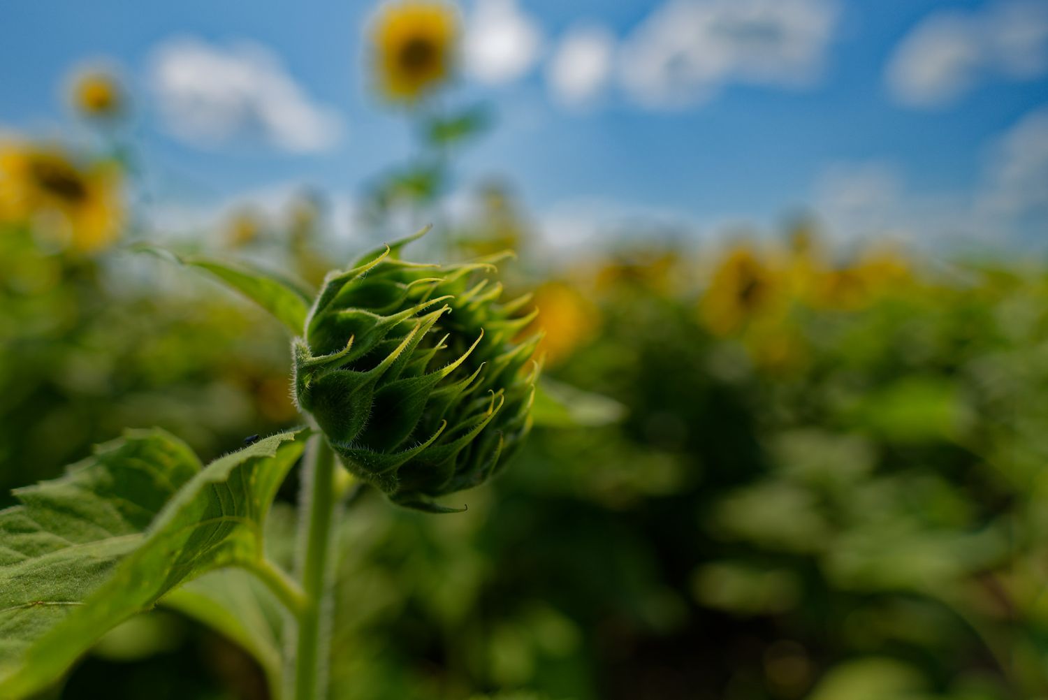Artistic close-up of unopened sunflower bud against blue summer sky.
