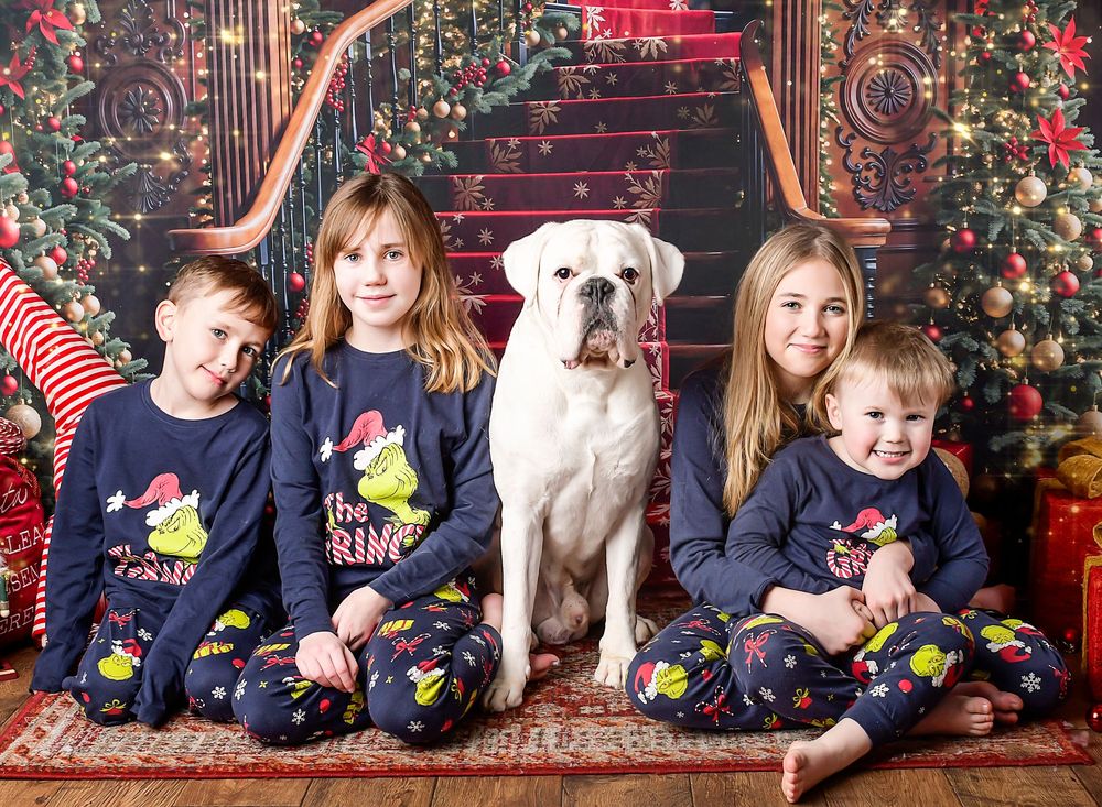 Christmas studio photography by Nicola in Woodside featuring dog siblings, capturing festive, fun family moments in a joyful setting