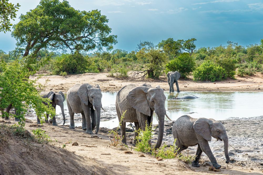 Herd of African elephants walking along a riverbank in natural habitat.
