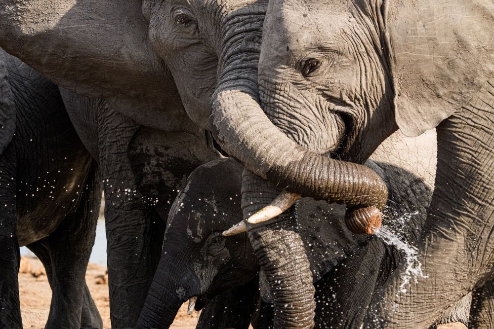 Two young elephants playing and splashing with their trunks in water.