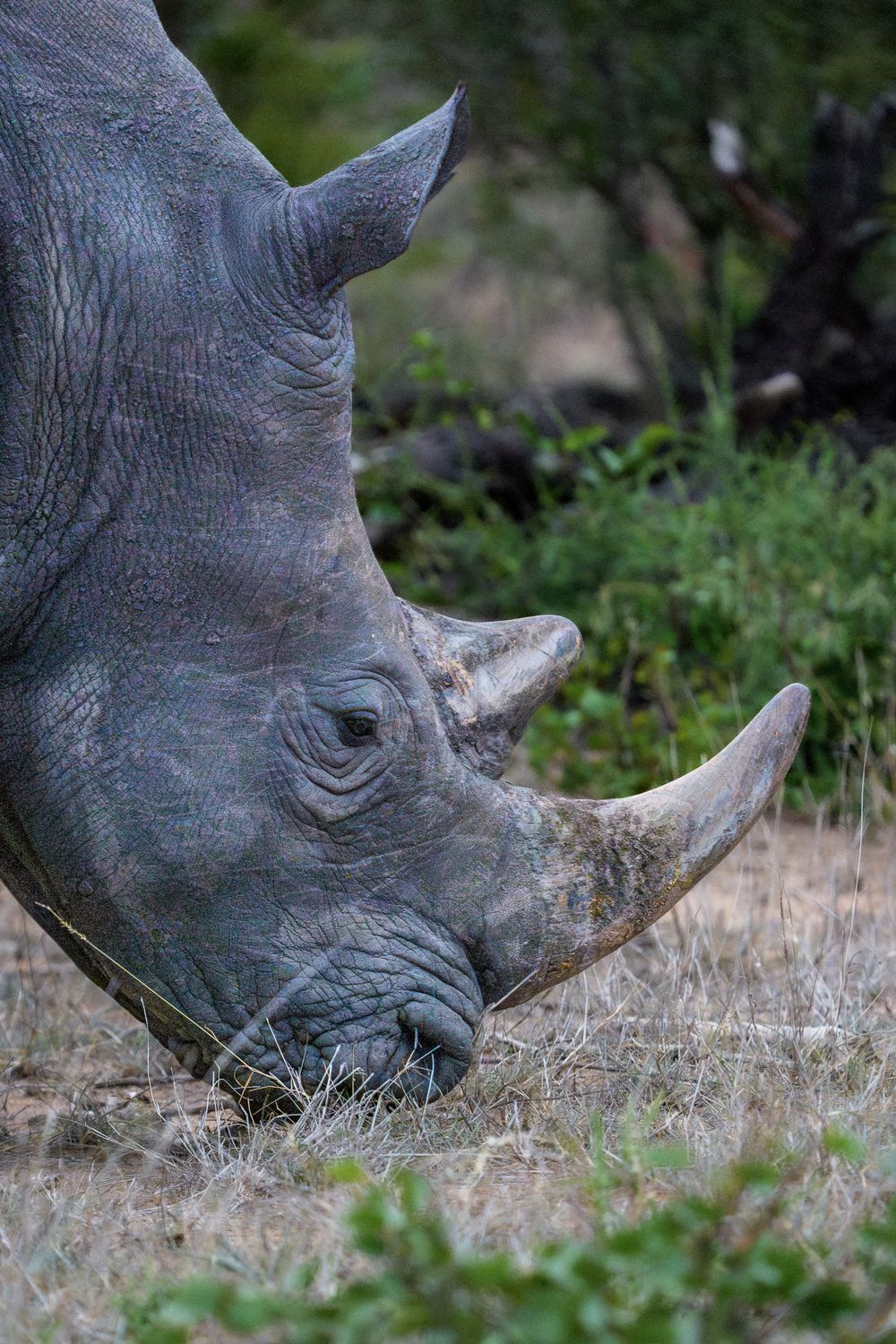 Close-up profile view of a white rhinoceros showing its distinctive horn and wrinkled grey skin texture.