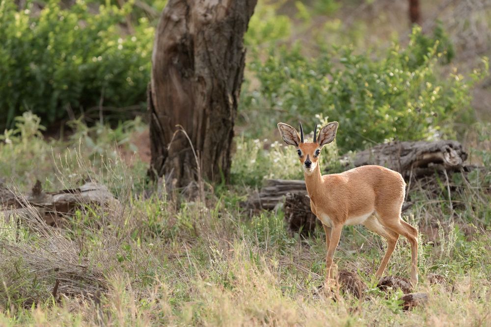Steenbok standing alert in dry grassland near a tree trunk.