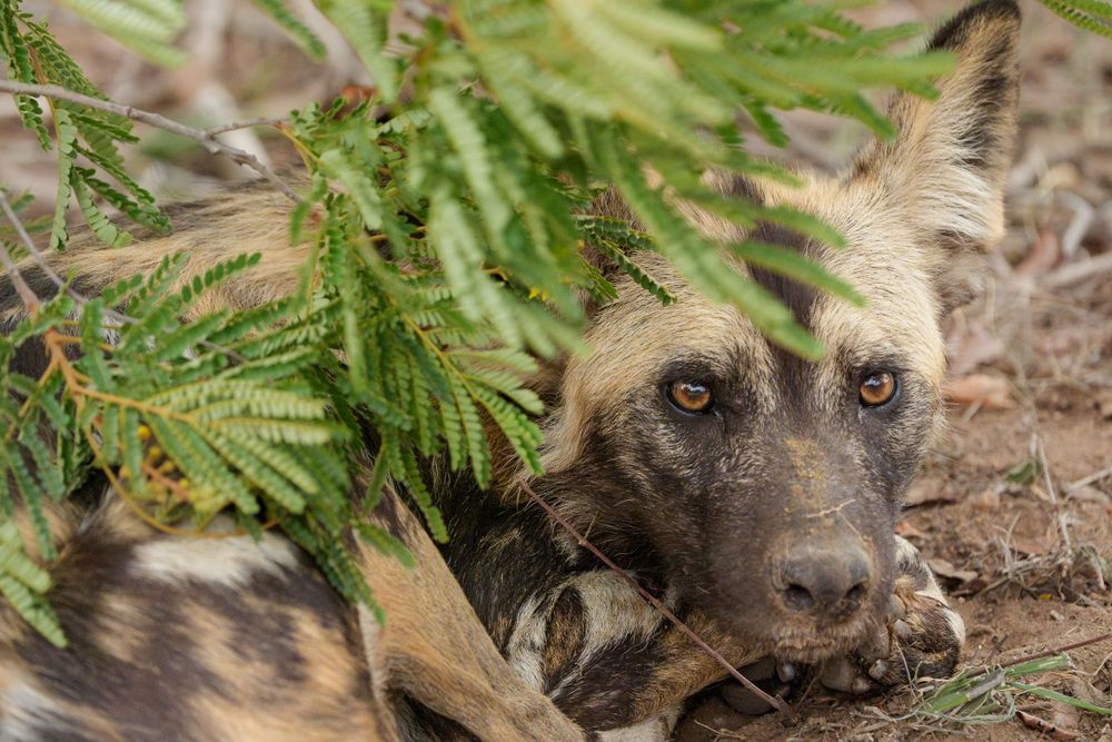 Close-up portrait of an African wild dog lying among ferns.