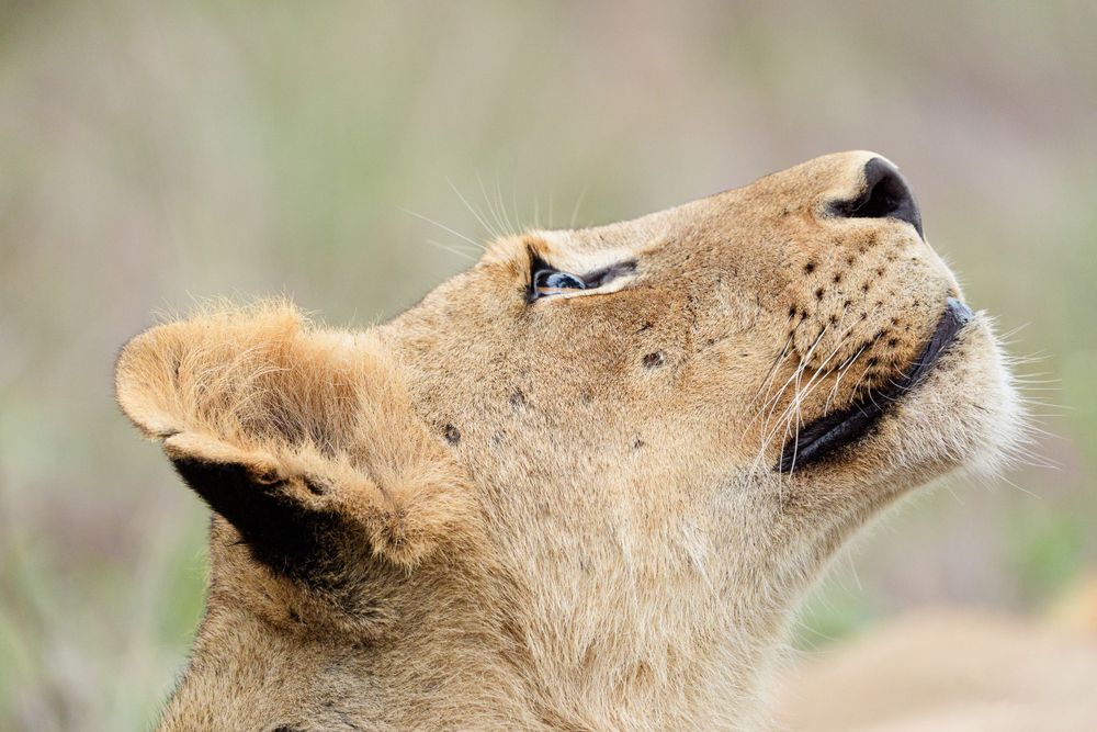 Close-up side view of a lioness's face with eyes closed in peaceful expression.