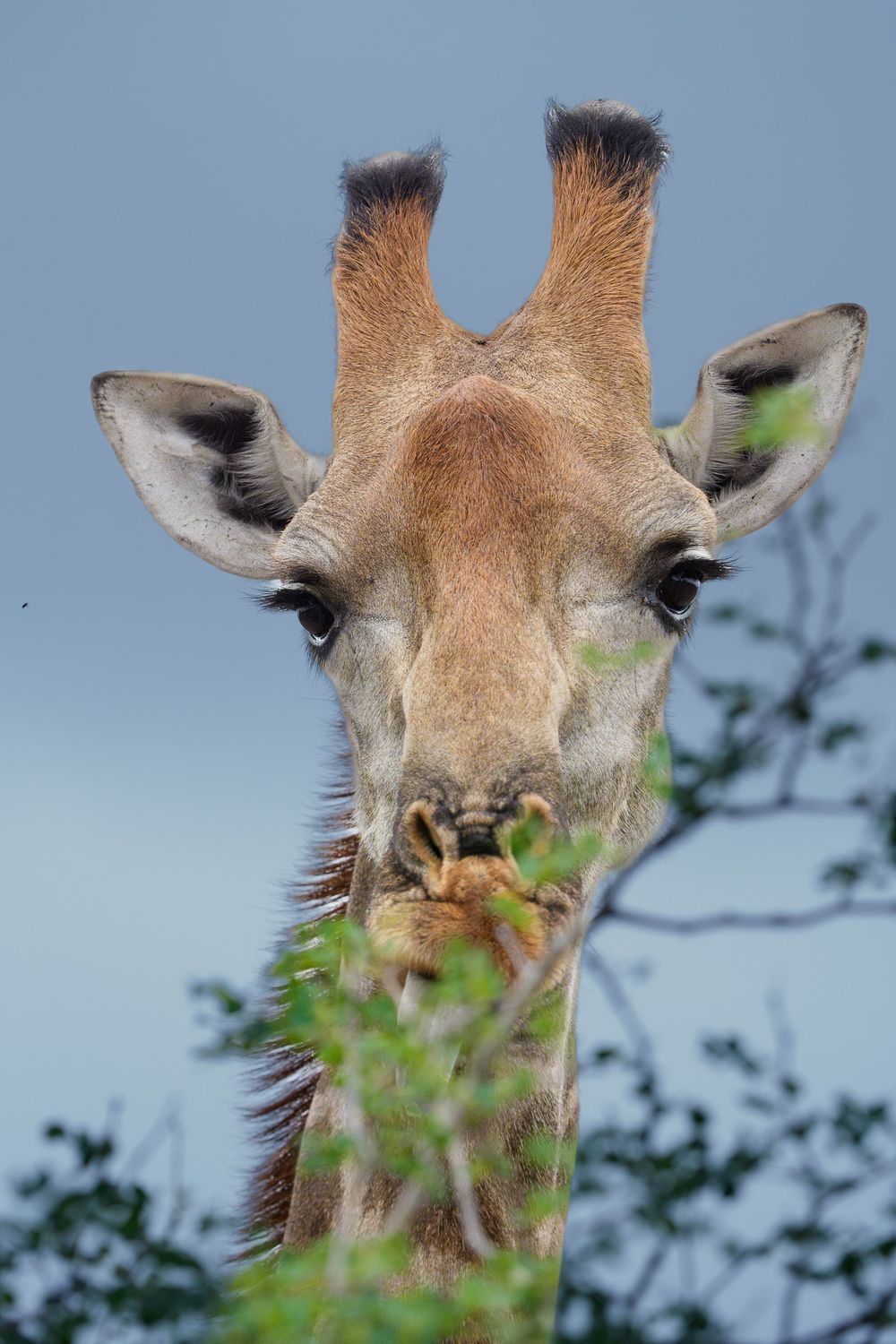 Close-up portrait of a giraffe's face with distinctive spotted pattern eating leaves against a blue sky.