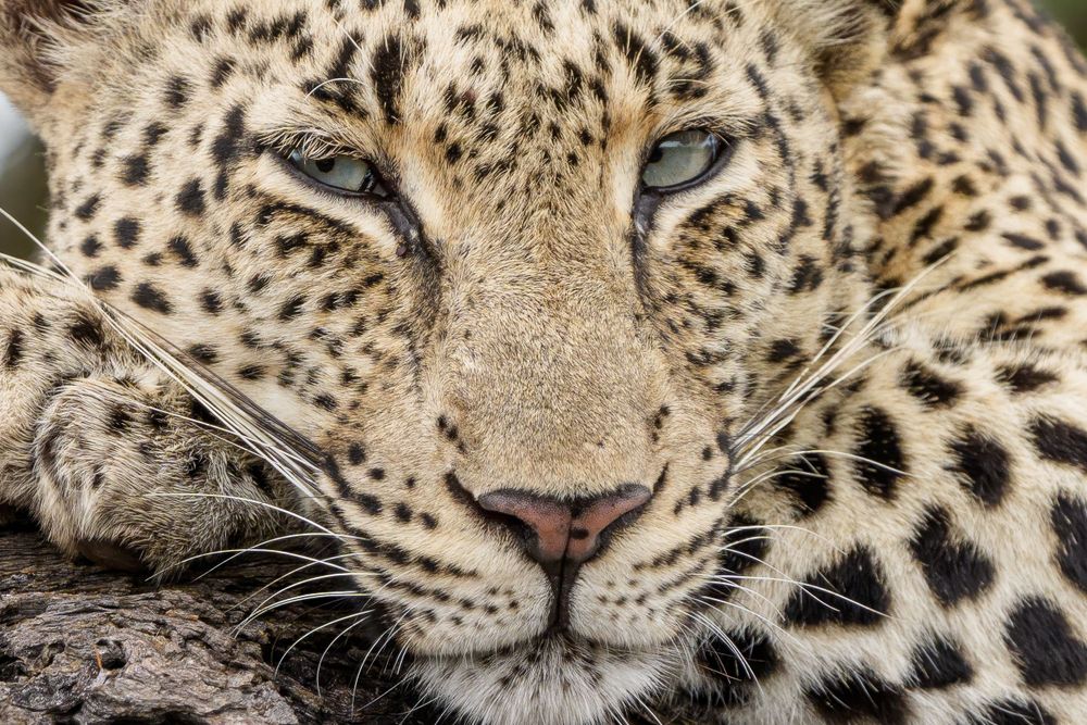 Extreme close-up of a leopard's spotted face with piercing blue eyes.