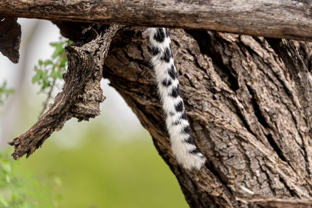 A leopard's tail hanging down through a tree branch.
