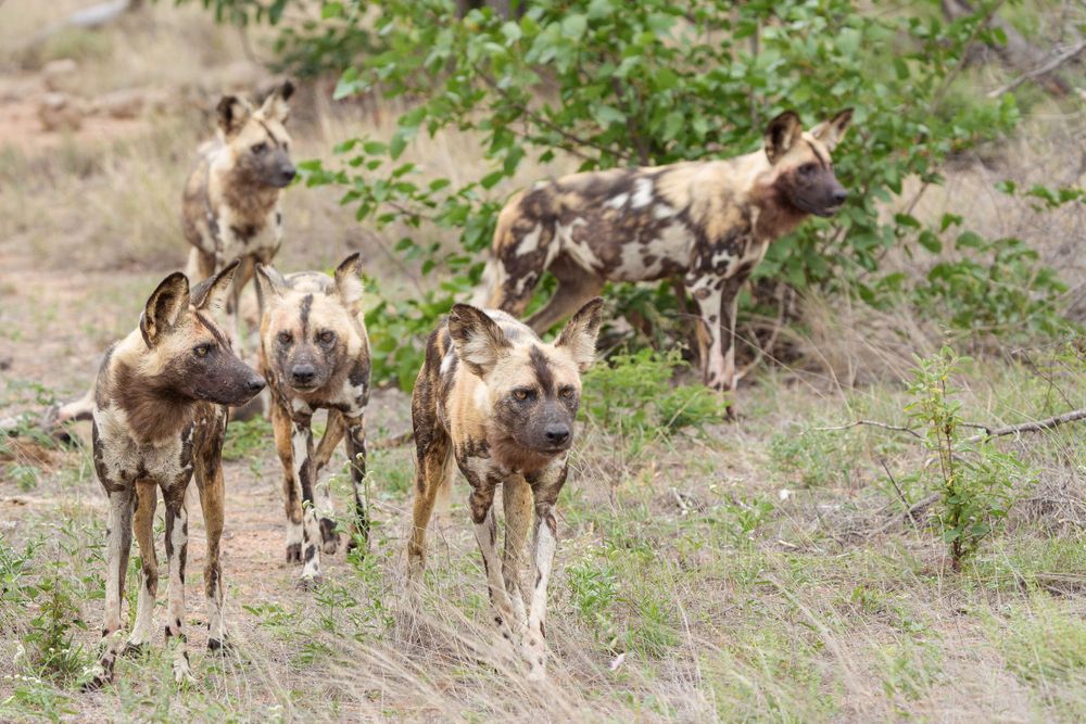 A pack of African wild dogs walking together through sparse vegetation.