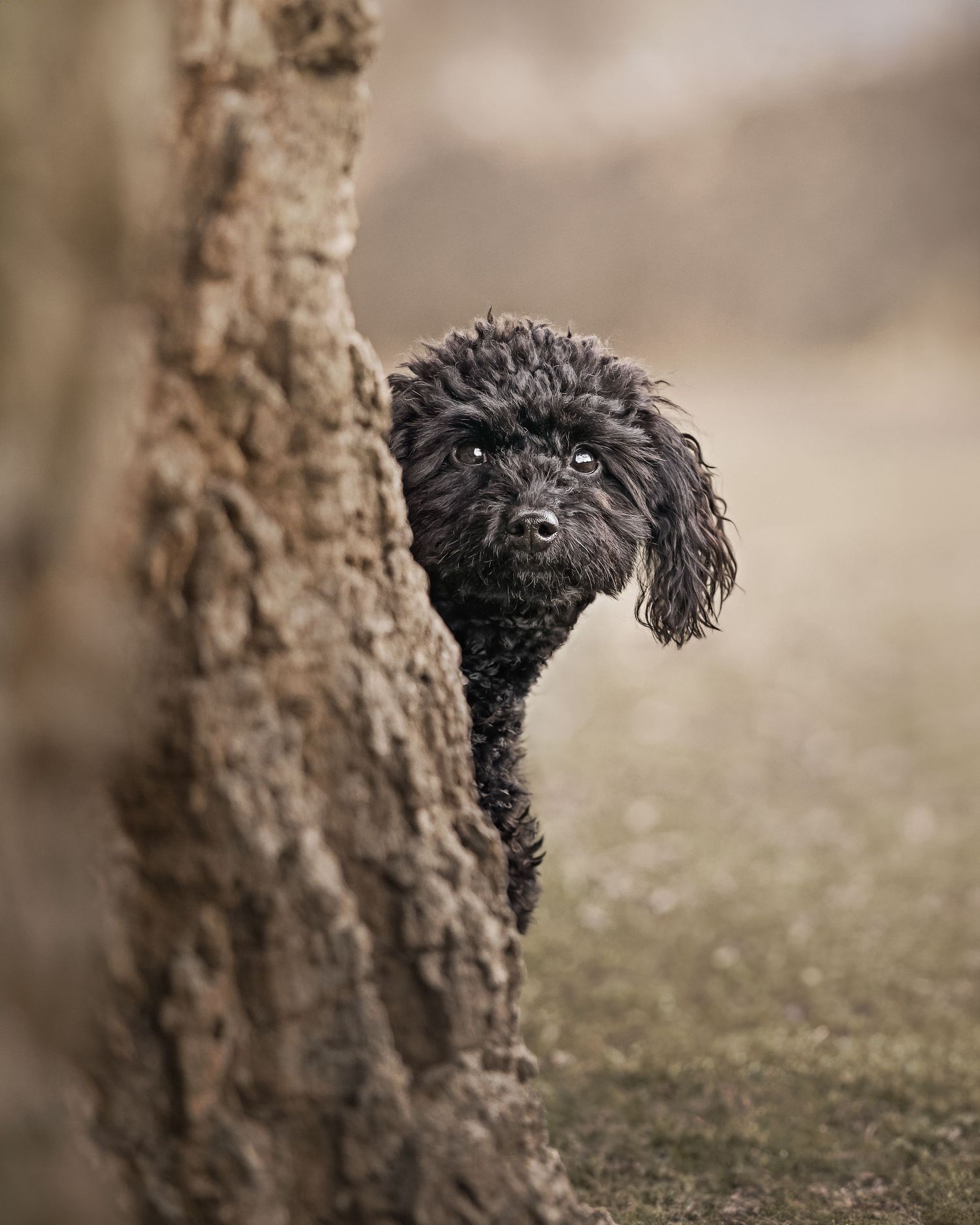 Progressive sequence of a black dog emerging from behind a tree trunk.