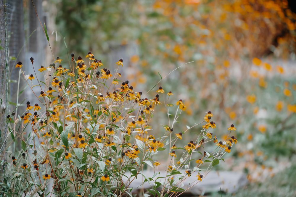 Yellow wildflowers bloom against a soft blurred natural background in warm autumn colors.
