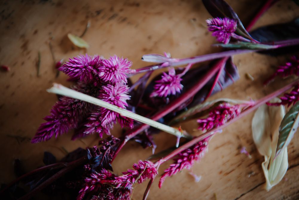 Vibrant purple celosia spicata flower spikes with dark green leaves against a textured brown background.