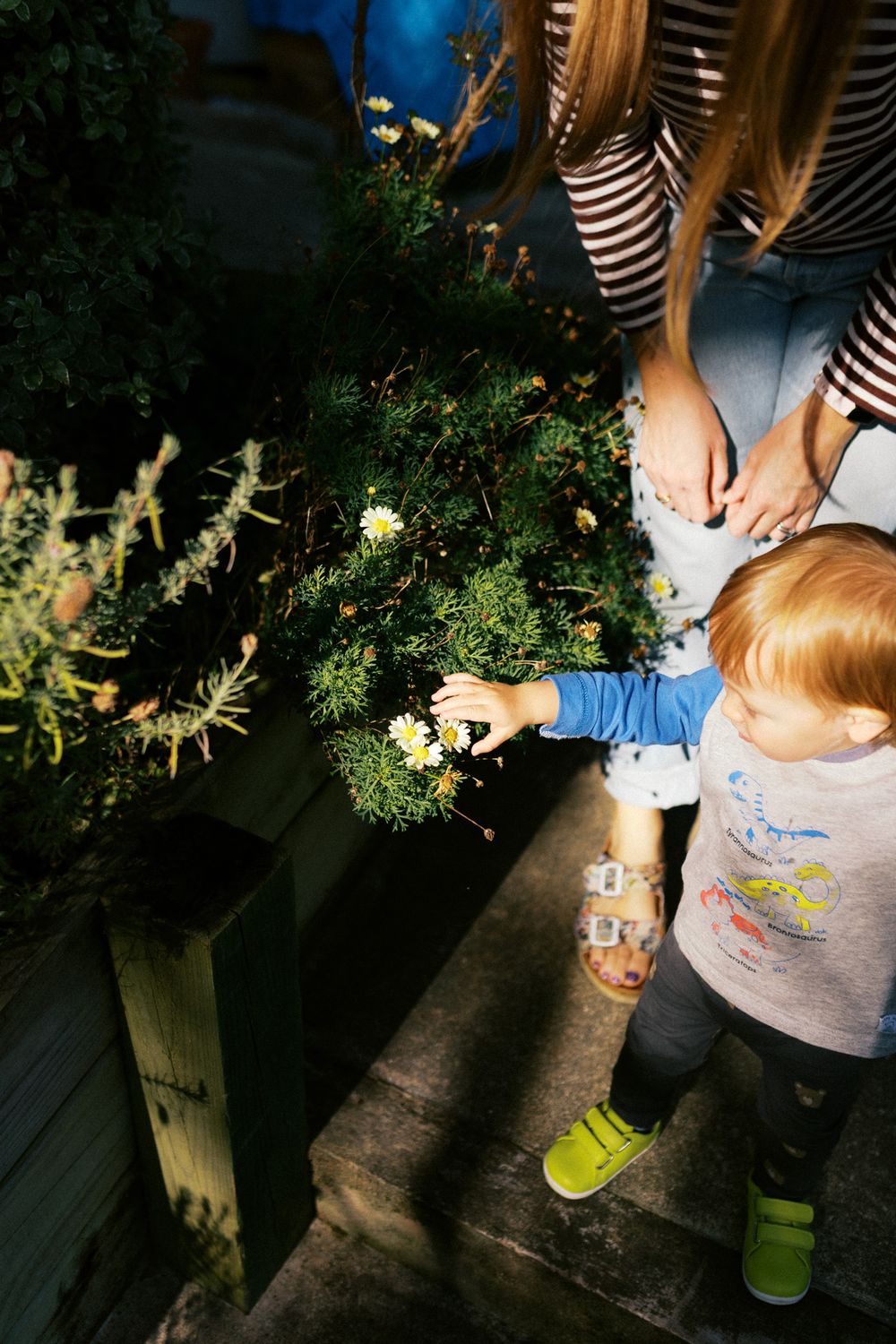 A small child in blue and gray clothing reaches toward plants in an outdoor planter while wearing bright green shoes.