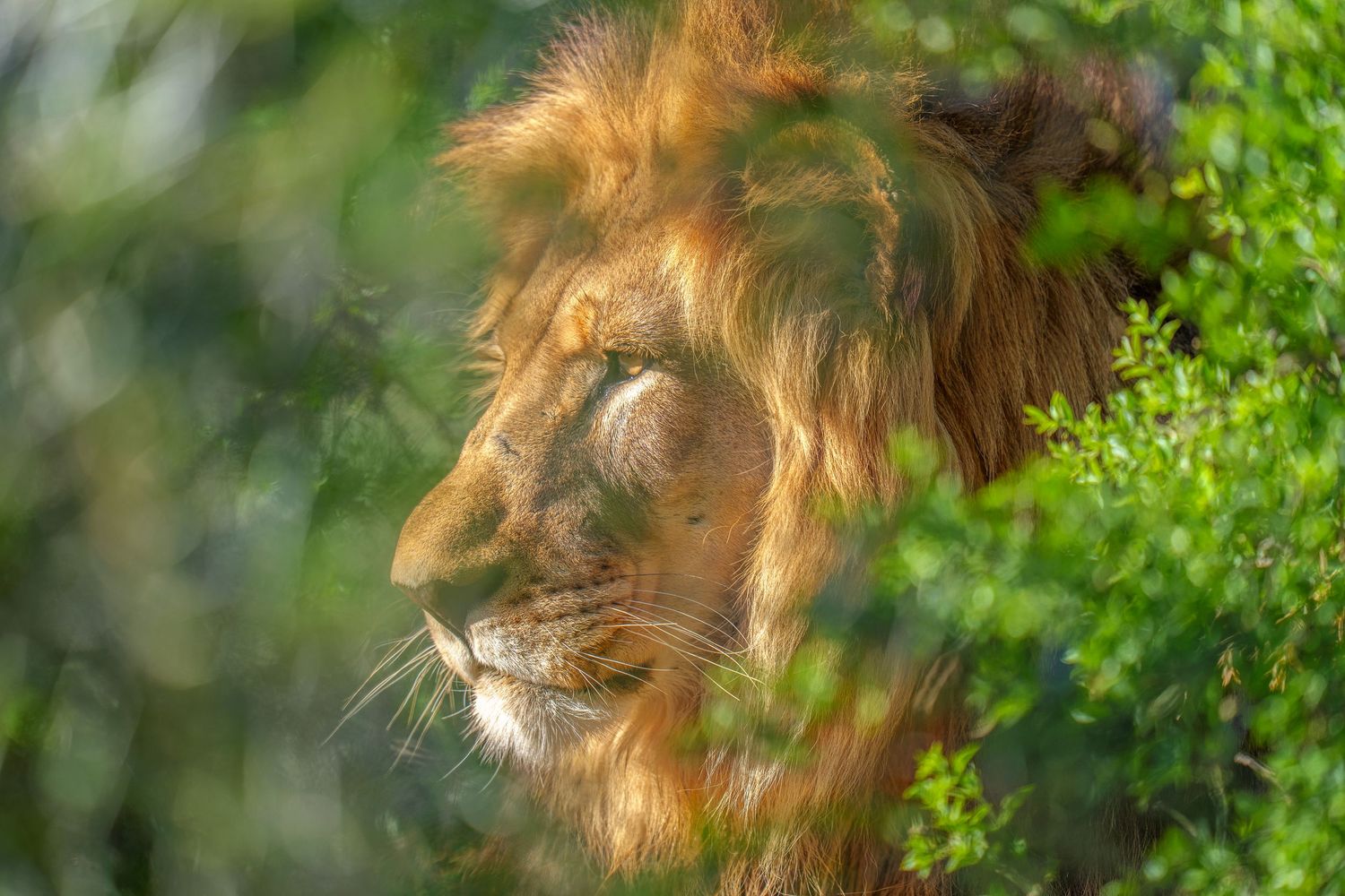 Male lion with golden mane rests in profile view among lush green foliage in soft natural lighting.