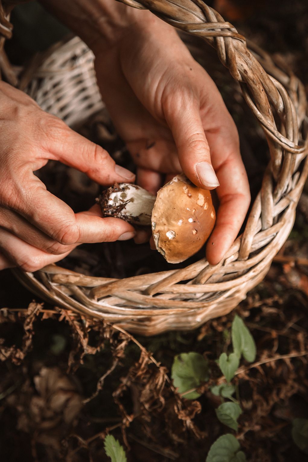 Vitalité et équilibre grâce à la naturopathie à Chambéry et à la Motte Servolex