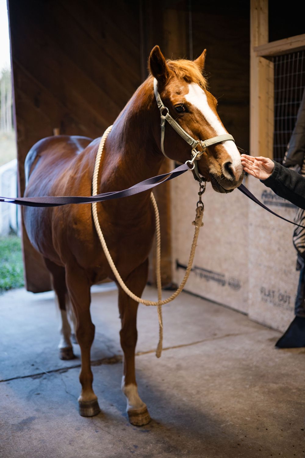 Brown horse stands patiently in a dimly lit stable hallway with lead rope attached to its halter.