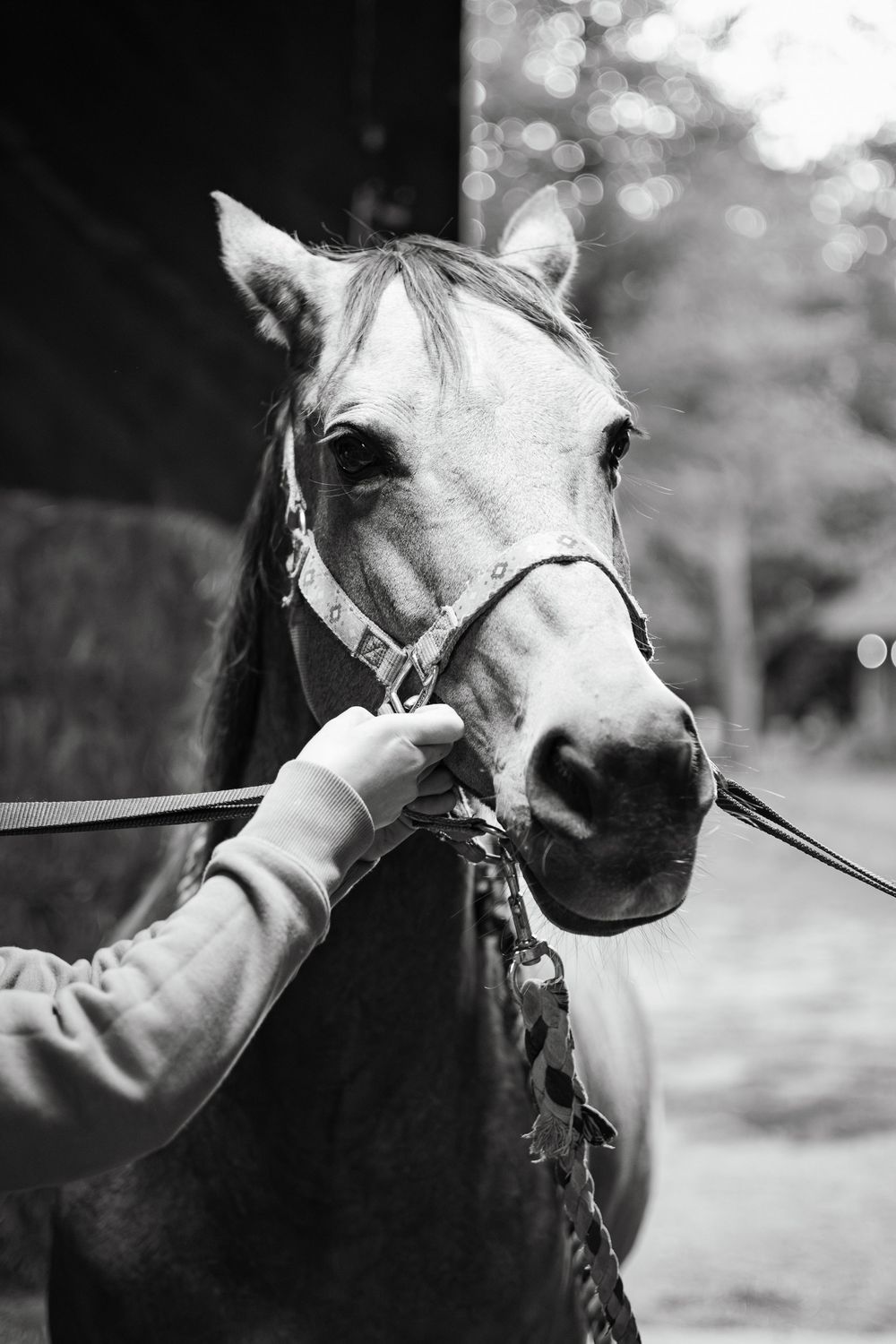A series of black and white photographs showing close-up views of a white horse's face and profile from different angles.