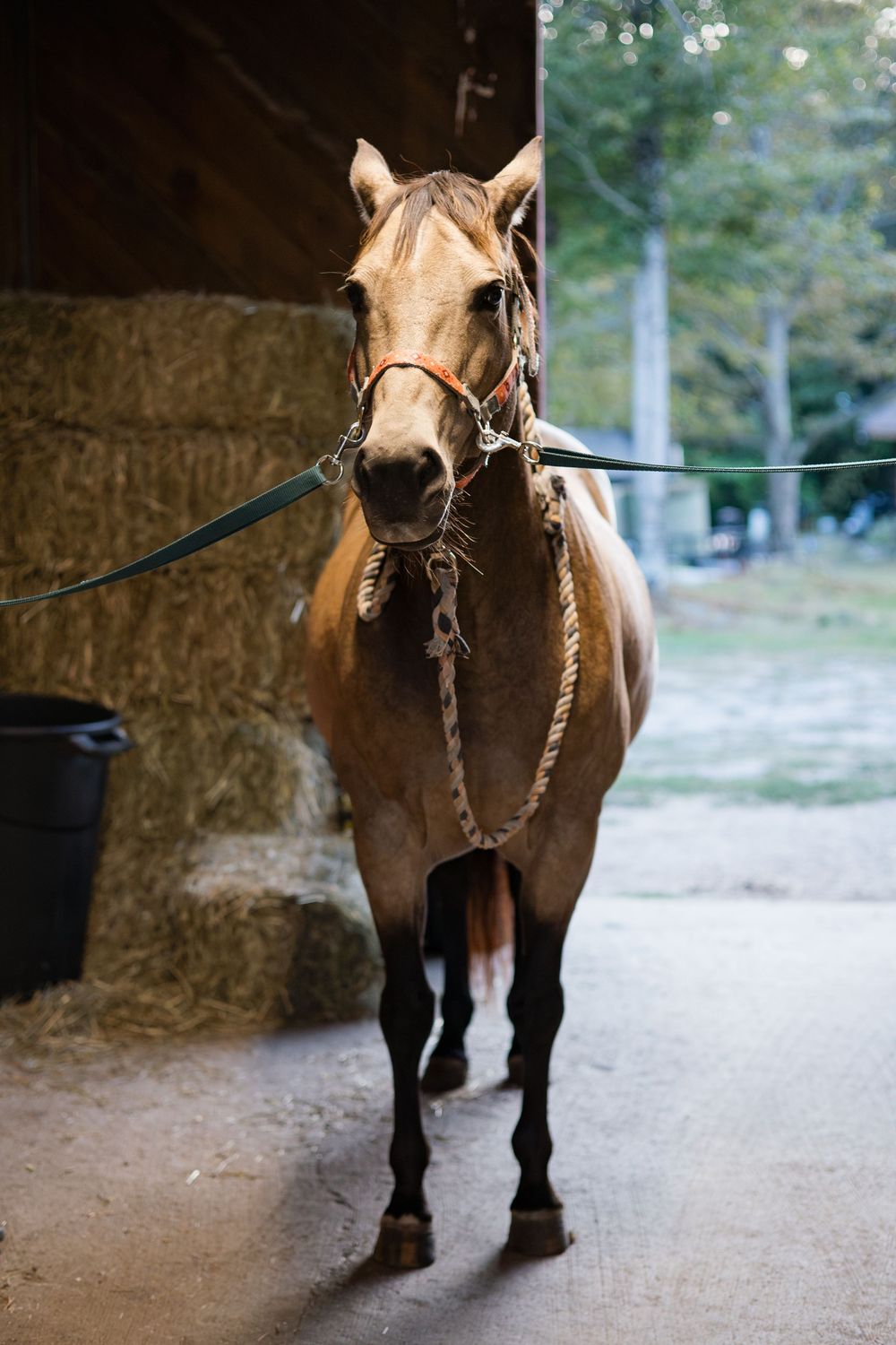 A chestnut colored horse wearing a bridle stands in a barn doorway with hay bales visible in the background.