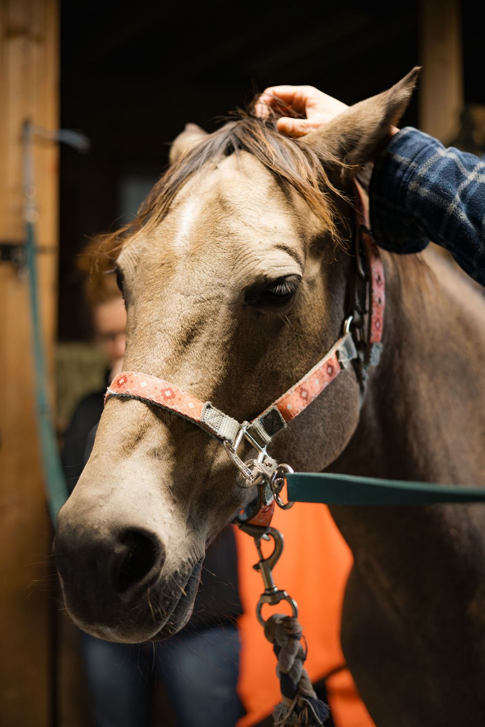 Close-up profile shots of a cream-colored horse wearing a halter against a dark stable background.