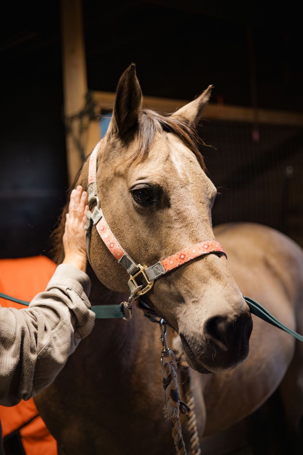 Close-up profile view of a cream-colored horse wearing a halter against a dark background.