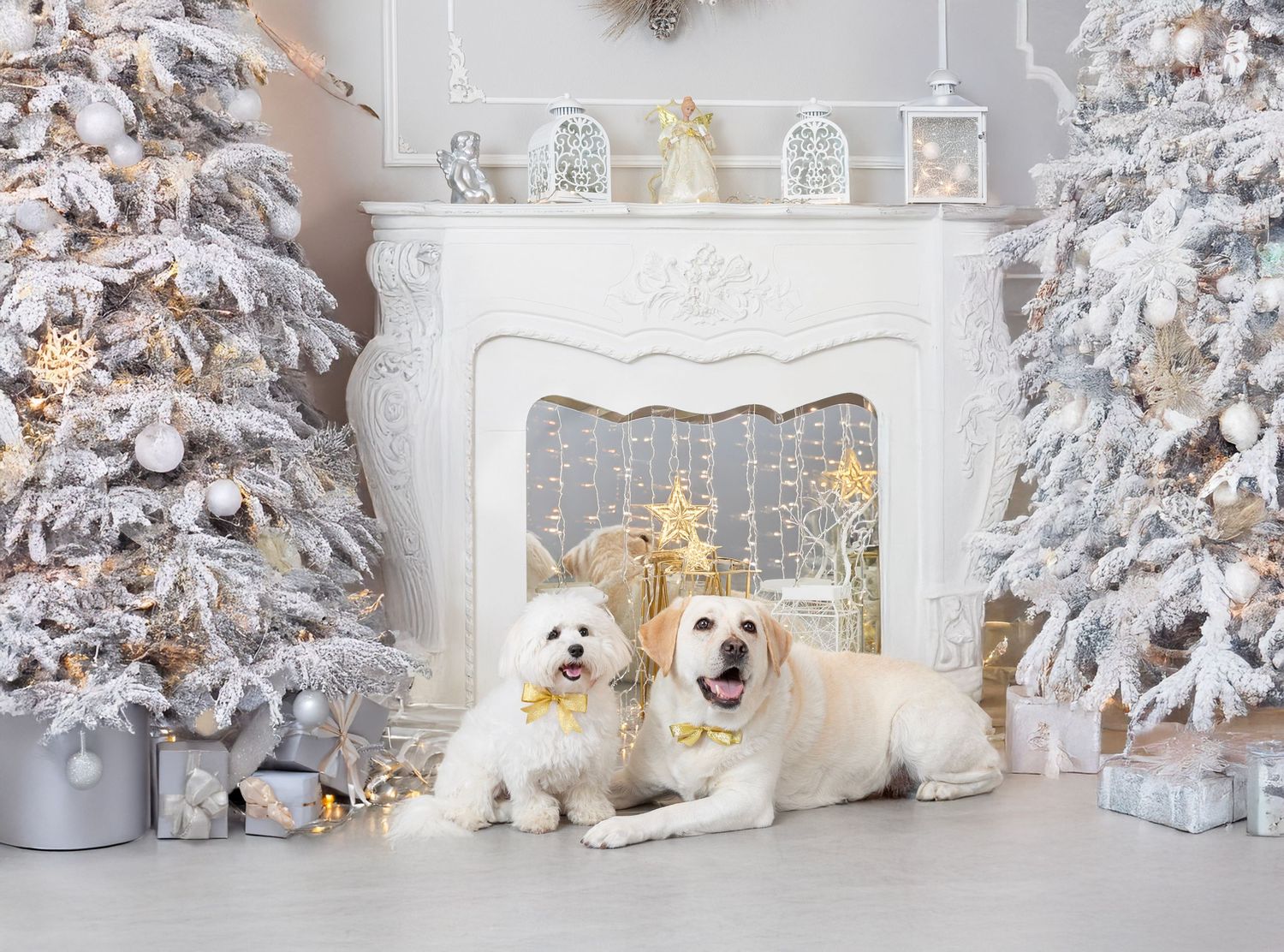 Pet christmas photo session in studio in bradenton sarasota area