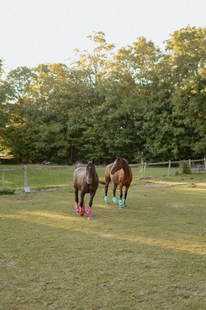 Two horses wearing colorful leg wraps graze together in a fenced pasture at sunset.