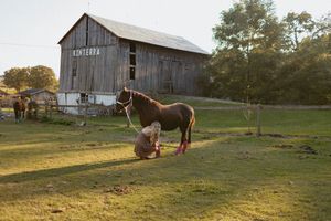 A rustic barn scene with horses and someone tending to them in golden evening light.