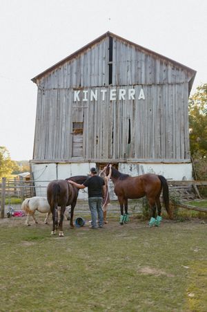 Three horses stand by a weathered barn with 'KINTERRA' text on its wooden exterior.