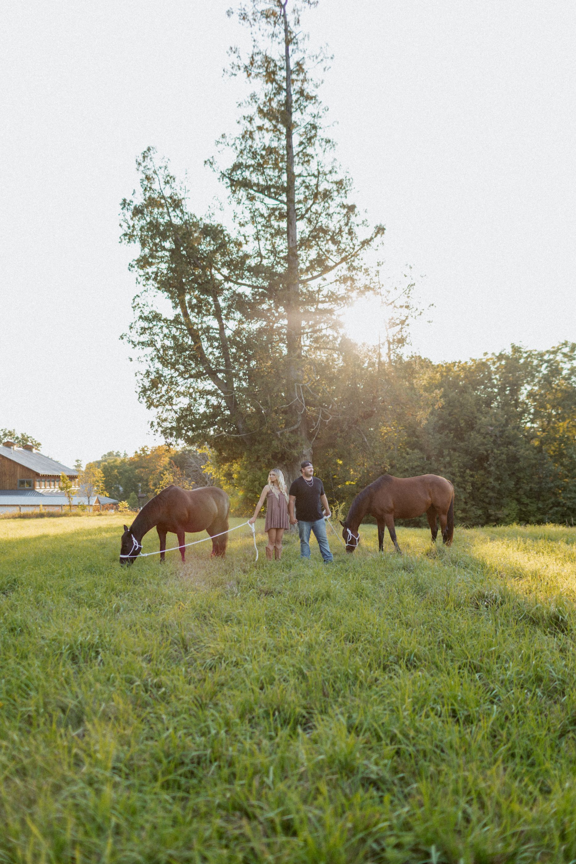Two horses grazing in a sunlit field with people and a barn in the background.