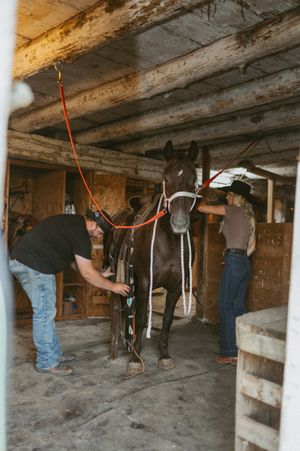 Horse stables interior showing wooden beams and dirt floor with people tending to horses.