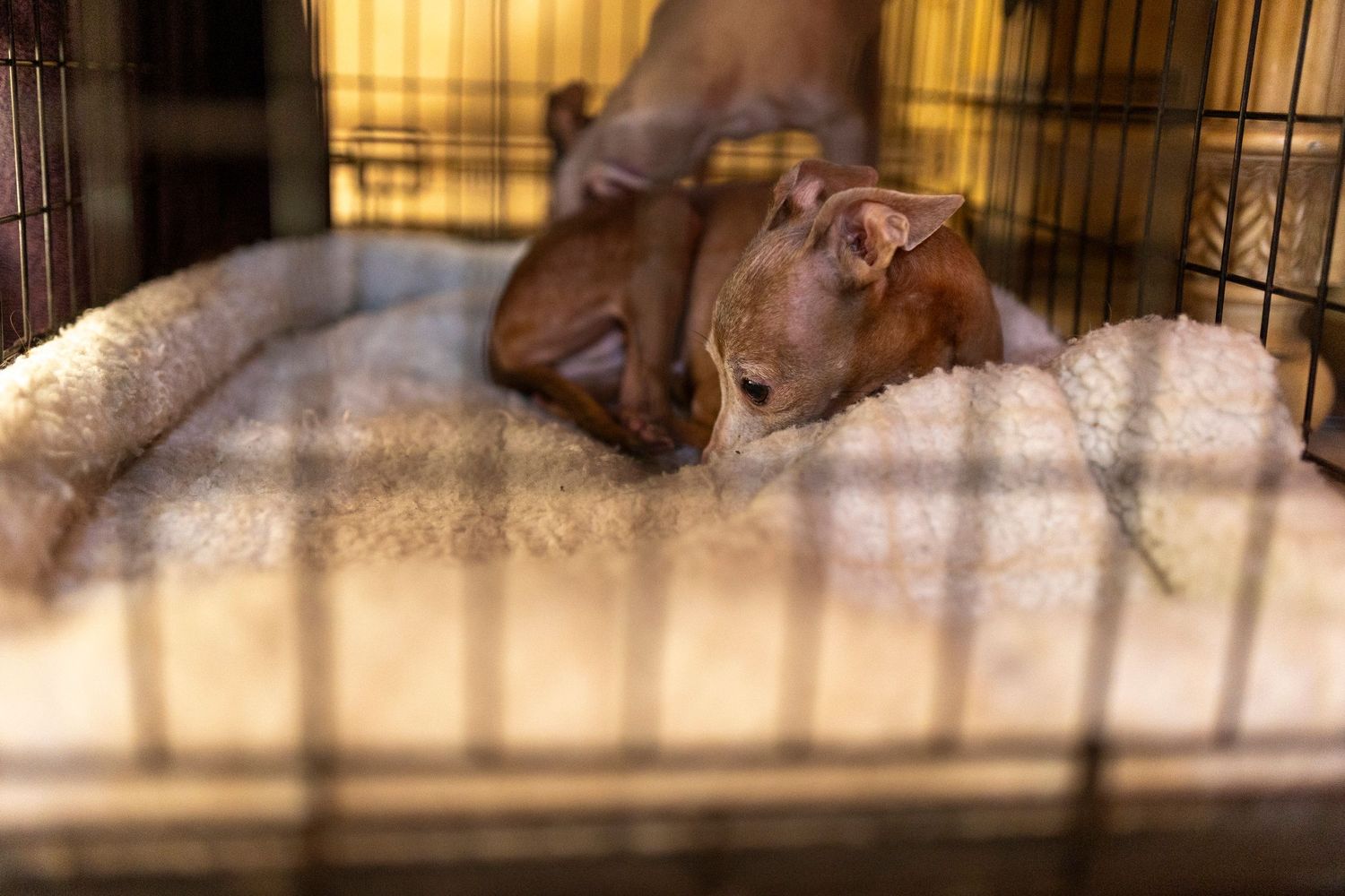 A tiny fearful Italian Greyhound in his crate