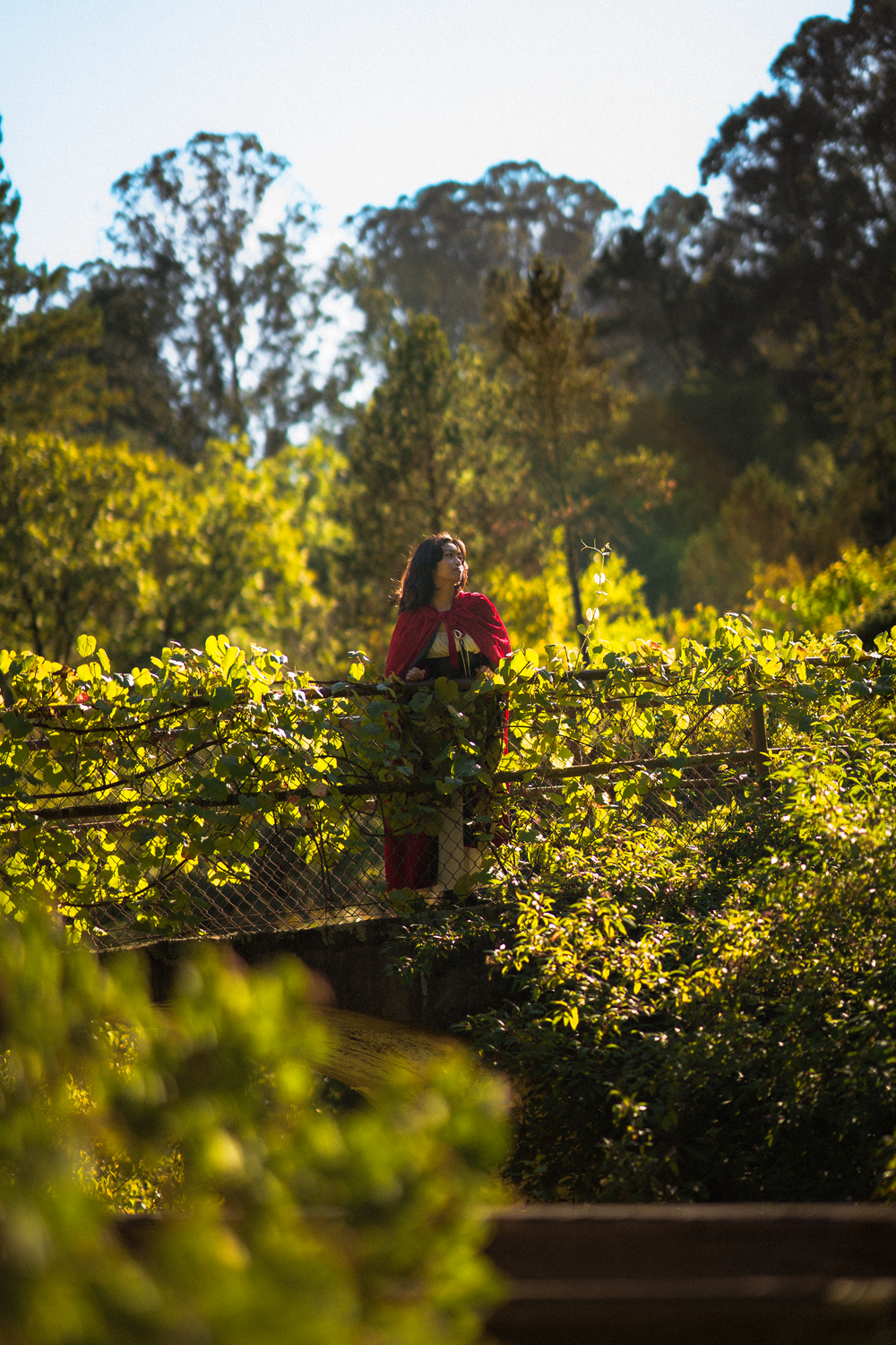A figure in a red cape walks along a sunlit garden path surrounded by blooming yellow flowers.