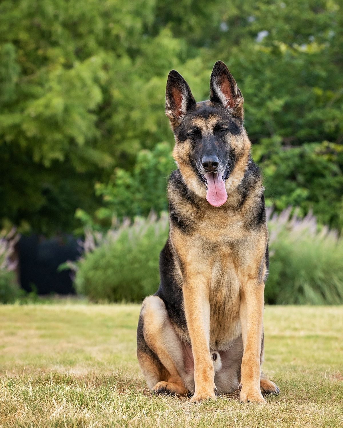 A German Shepherd appearing to be laughing in a  sunny grassy outdoor area.