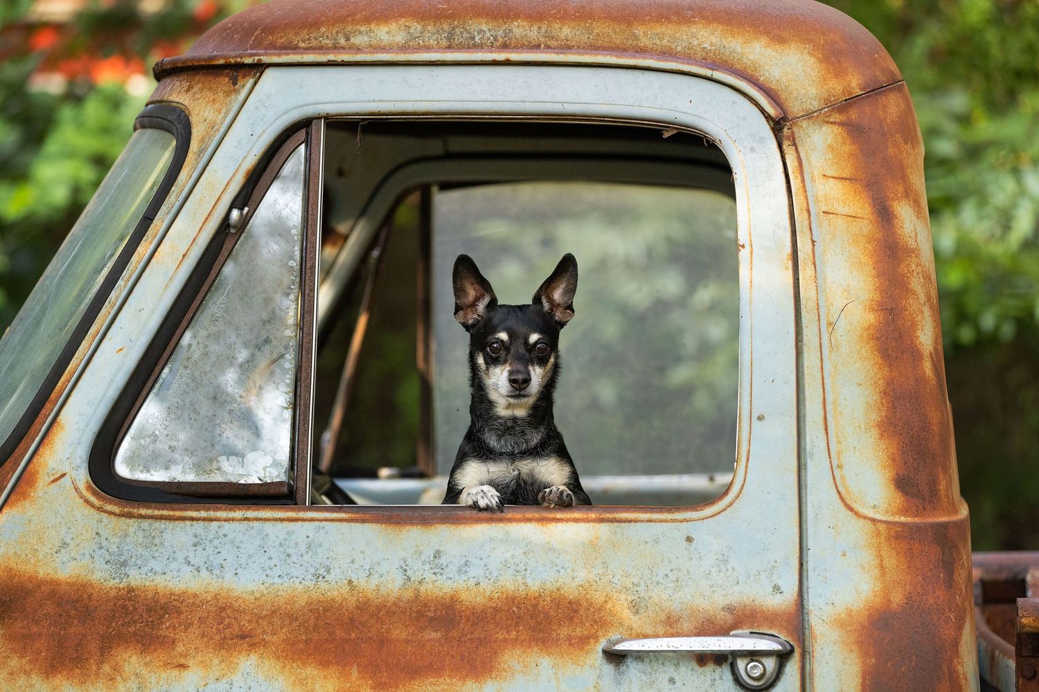 A rusty vintage truck sits abandoned with a black dog visible through the passenger window.