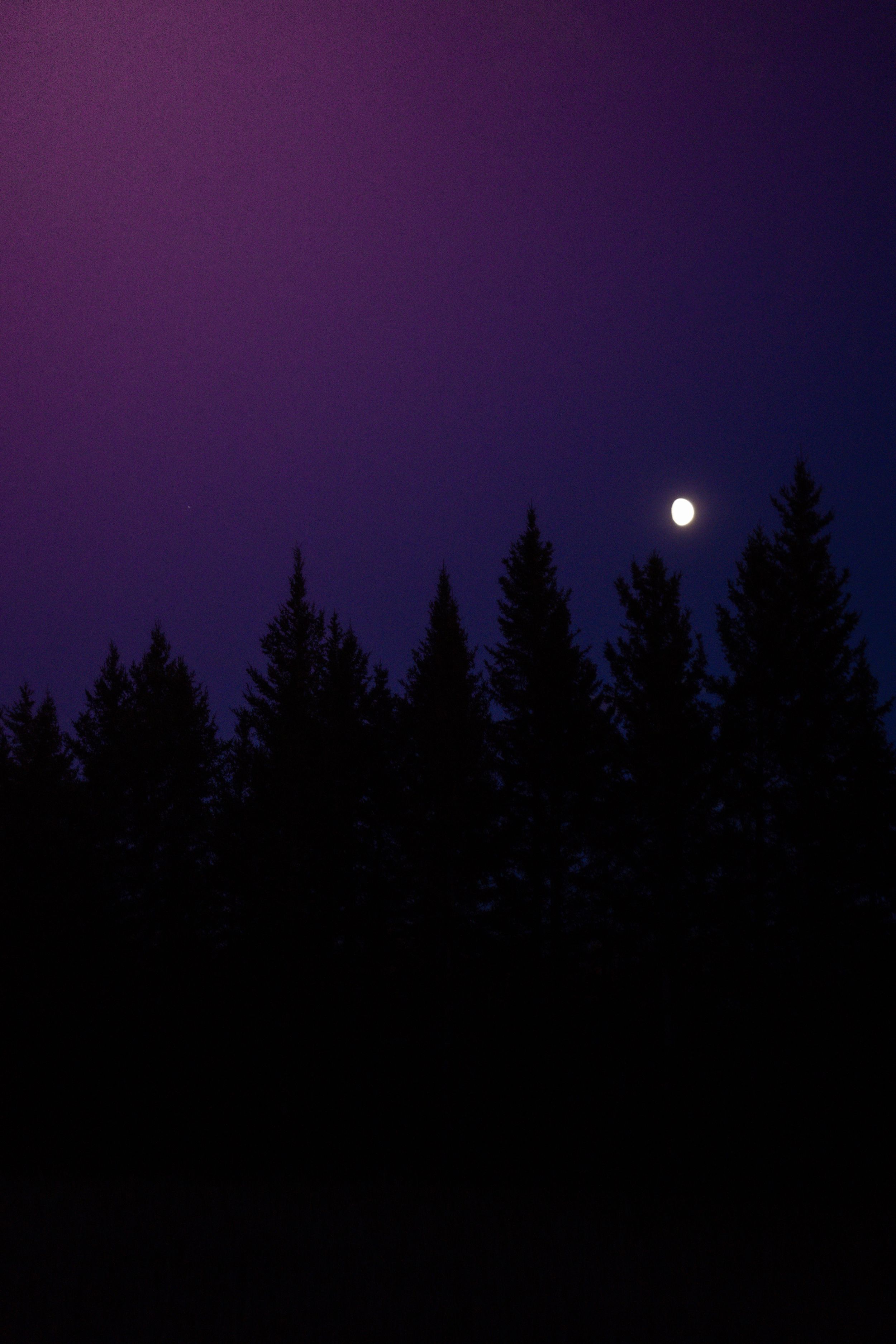 Bright full moon rising over silhouetted pine forest treeline against deep purple night sky.