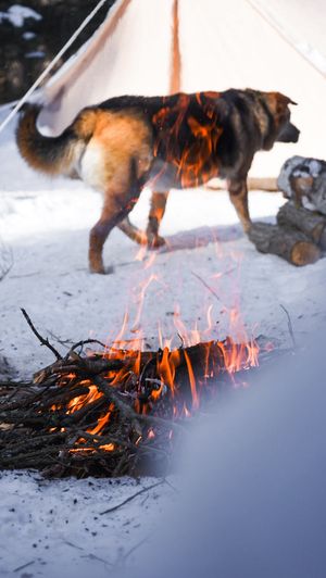 Dog walking past flames from small brush fire burning in snow-covered ground while emitting bright orange sparks.